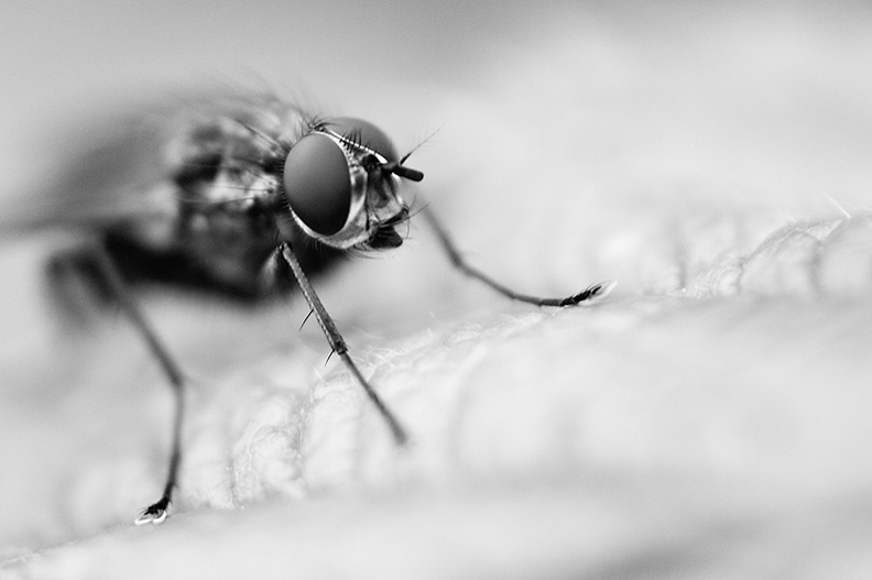 A fly in my windy garden