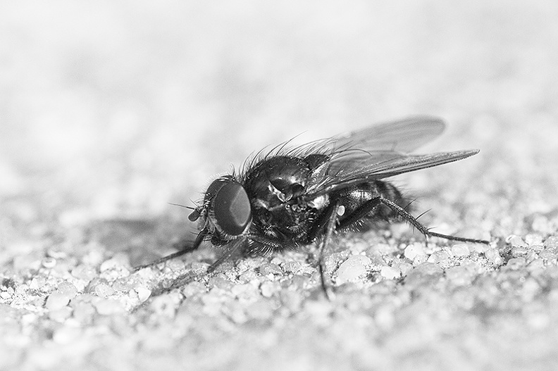 Another fly in my garden