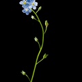 May 30 - Forget me not