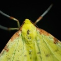 Jun 01 - Moth