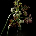 Jun 16 - Bouquet of weeds