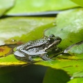 Jun 27 - Frog