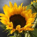 Jul 20 - Sunflower