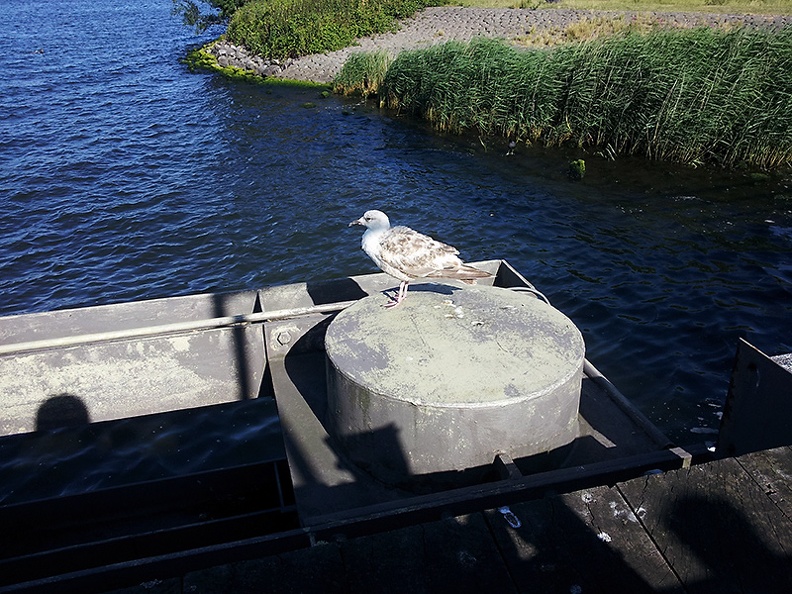 Quick snapshot of a gull on the ferry to home.