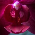 Oct 19 - Orchid.jpg