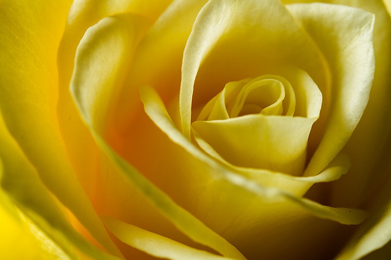Detail of a yellow rose.