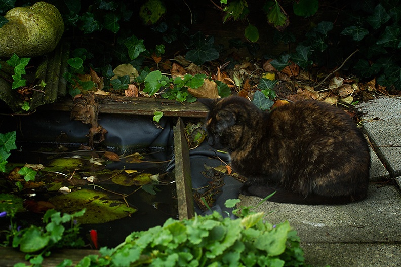 My cat Neo is watching the goldfish in my pond.