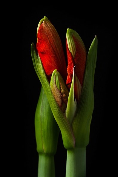 Week 5 of the amaryllis: It's getting color now.