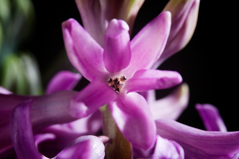 A blooming hyacinth