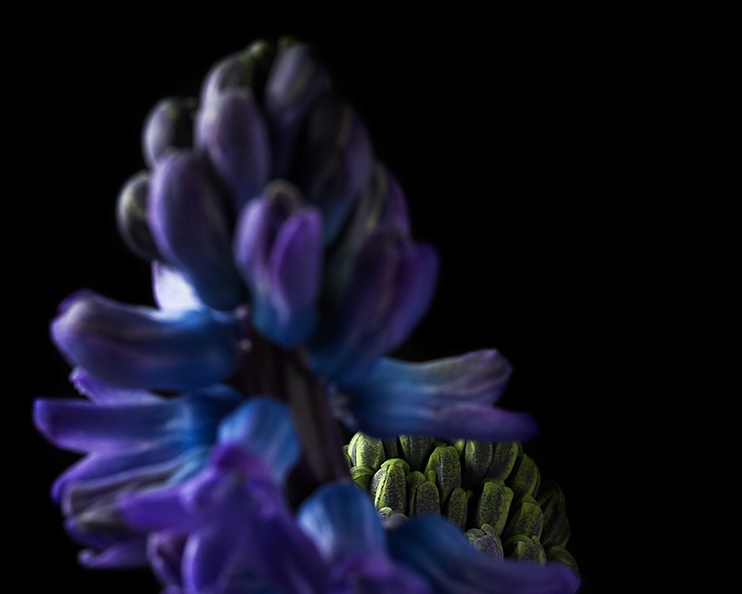 ...of a hyacinth