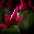 Jan 24 - Red flower