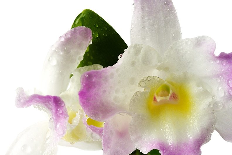 Impression of a wet orchid