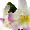 Jan 26 - Orchid