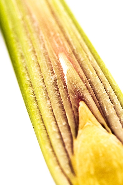 Detail of lemon grass. Made a  lovely sweet sirup of it  for today's dessert :)