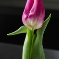 Feb 07 - Tulip