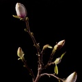Mar 22 - Magnolia.jpg