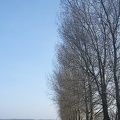 Mar 29 - Trees