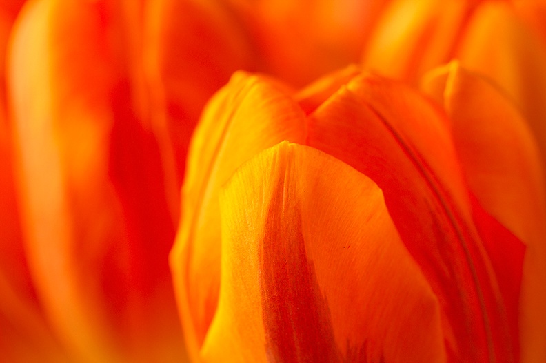 Detail of my birthday tulips