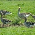 Apr 01 - Geese and goslings