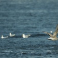 Apr 03 - Gulls.jpg