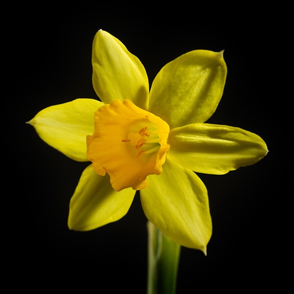 Macro of a small daffodil. Maybe it will cheer up my sick wife.