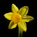 Apr 15 - Daffodil