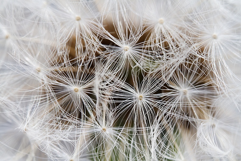 Close up of a dandelion, picked one from my garden