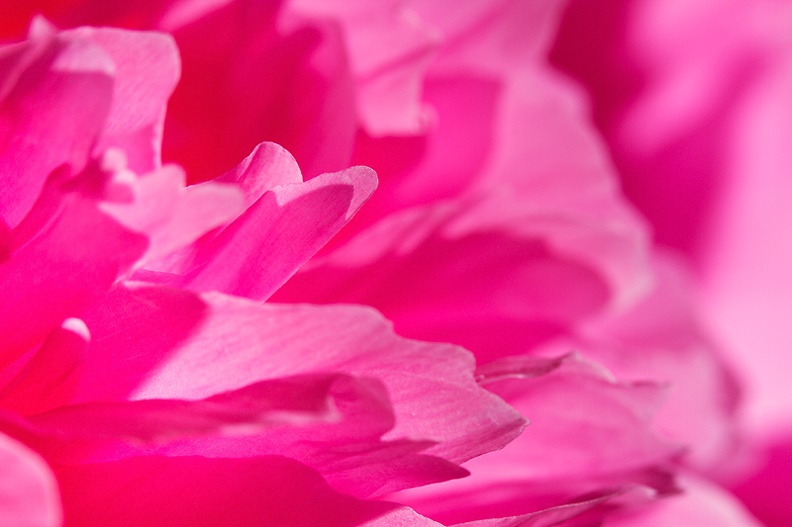 Detail of a peony