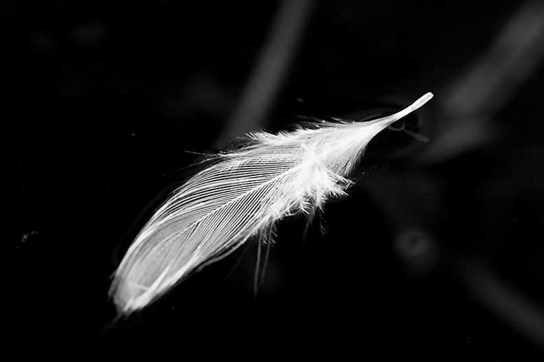 A small feather floating in my pond.