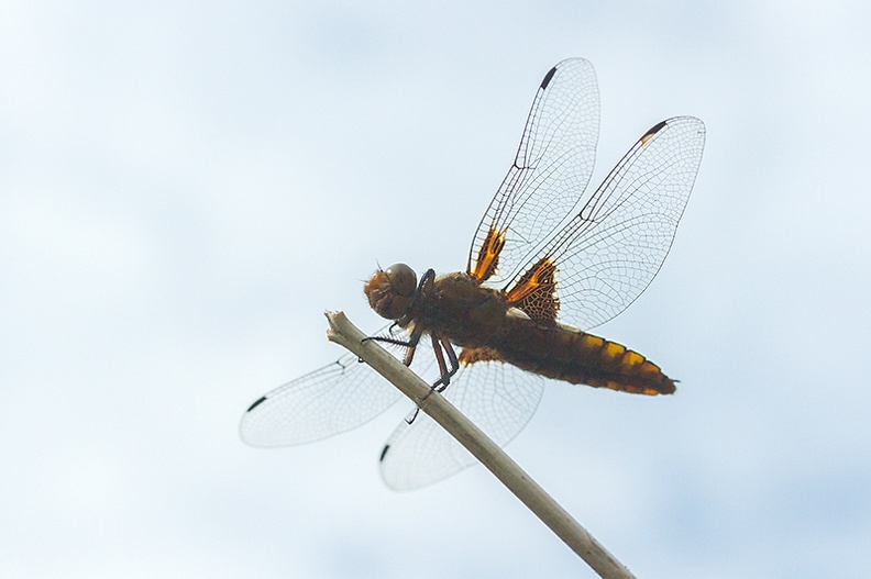 Jul 20 - Dragonfly.jpg