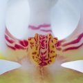Jul 22 - Orchid.jpg