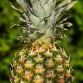Jul 30 - Pineapple