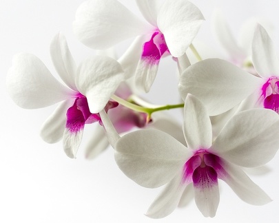Sep 02 - Orchids