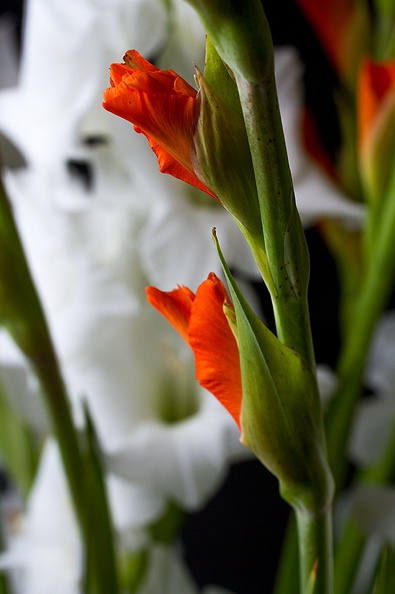 Sep 22 - Gladiolus.jpg