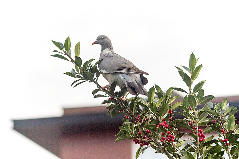 A dove in my holly tree this afternoon.