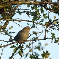 Nov 08 - Sparrow