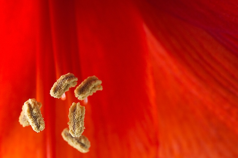 Detail of an amaryllis