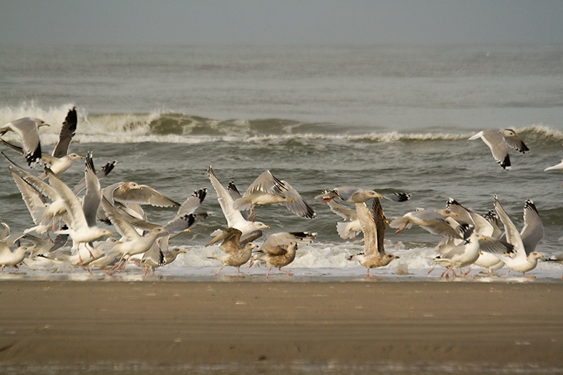 Lots of gulls on the beach today.