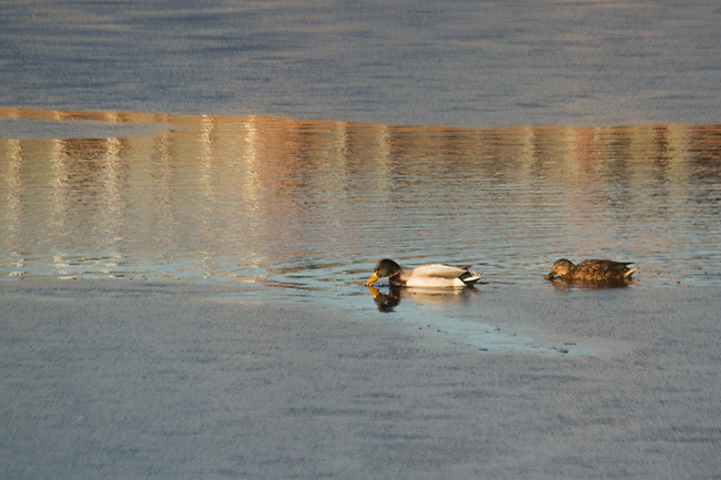 Ducks, ice and reflection on a short walk this afternoon.
