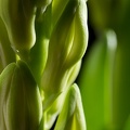 Feb 10 - Hyacinth.jpg