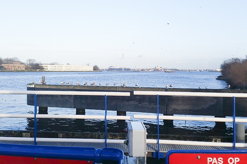 Snapshot on the ferry to home. I liked the sign and the gulls standing in a row.