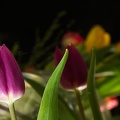 Feb 28 - Tulips