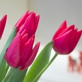 Mar 16 - Red tulips