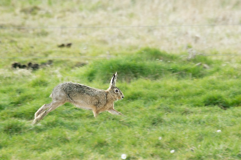 Rabbits enough here, but it's not often that I see a hare so close.