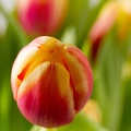 Apr 10 - Tulip
