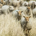 Apr 12 - Sheep