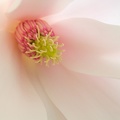 Apr 14 - Magnolia (2).jpg