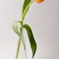 Apr 21 - Tulip