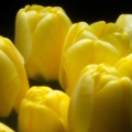 Apr 26 - Tulips