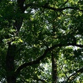 Jun 06 - Trees